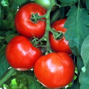 🍅 Hybrid Tomato Seeds,All-Purpose & Disease-Resistant Variety - Vegetable Seeds