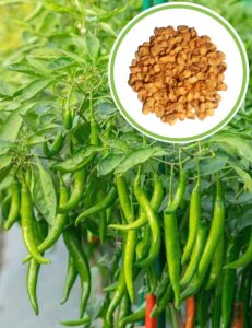 Chilli