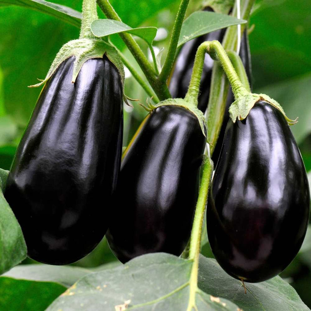 Brinjal (Black) Brinjal (Black)