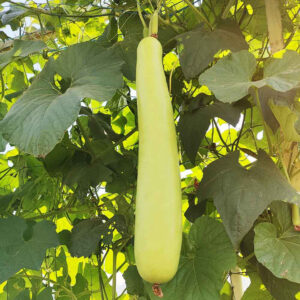 🥒 Bottle Gourd (Lauki / Ghiya) Long Hybrid Seeds Vegetable Seeds