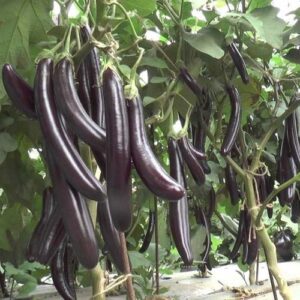 Brinjal (Black)