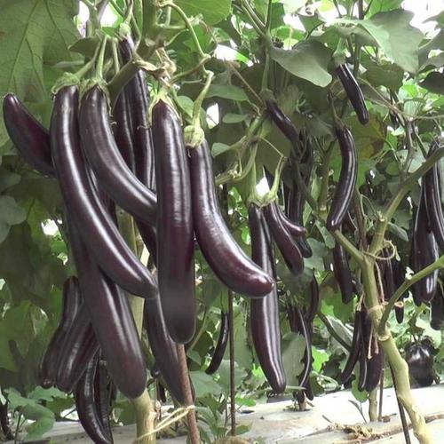 Brinjal (Black) Brinjal (Black)