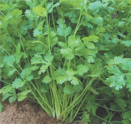 Coriander Coriander