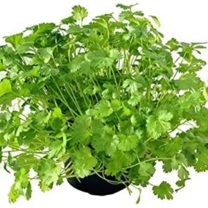 🌿 Coriander (Dhaniya) Hybrid Seeds – Premium Quality - Vegetable Seeds