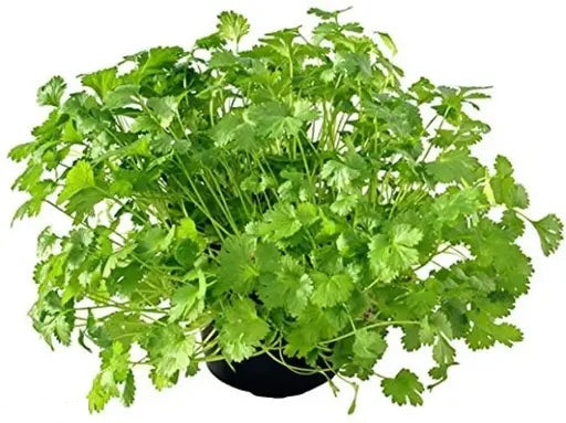 Coriander Coriander